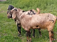 بکرا, Nubian Goat — تصویر 3