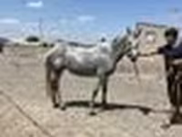 گھوڑی, Orlov Trotter — تصویر 6