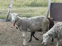 بھیڑ, Kuibyshev sheep — تصویر 6