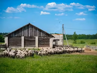 مینڈھا, Romanov sheep — تصویر 3