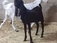 بکری, Kamori goats — تصویر 4