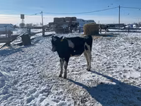گائے, Russian Black pied cattle — تصویر 3