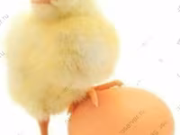 Chickens — تصویر 5