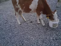 سانڈ, Swiss cattle — تصویر 6