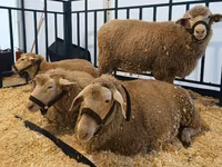 بھیڑ, Kuibyshev sheep — تصویر 3