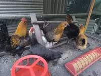 Chickens — تصویر 1