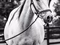 گھوڑا, National Show Horse — تصویر 4