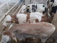 سانڈ, Simmental cattle — تصویر 2