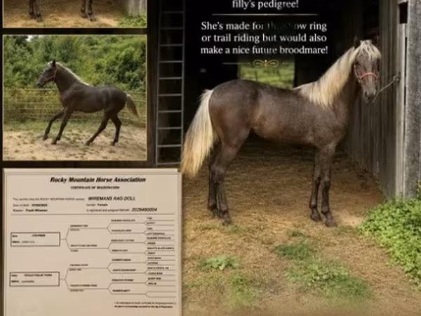 گھوڑی, Rocky Mountain Horse
