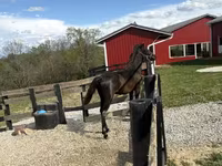 گھوڑا, Rocky Mountain Horse — تصویر 7