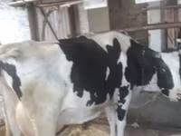 گائے, Swiss cattle — تصویر 4