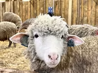 مینڈھا, Kuibyshev sheep — تصویر 3