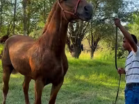 گھوڑی, Skyros Pony — تصویر 2