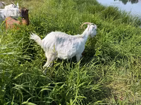 Goat, LaMancha goats — photo 2