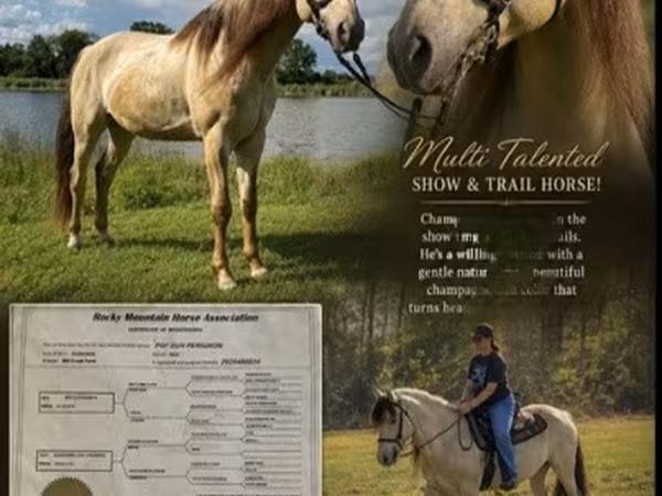 گھوڑا, Rocky Mountain Horse