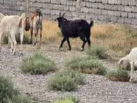 بکرا, بکریاں — تصویر 2