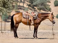 گھوڑا, Quarter Horse — تصویر 6