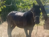 گھوڑا, French Trotter — تصویر 2