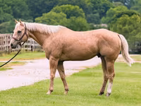 گھوڑا, Quarter Horse — تصویر 2
