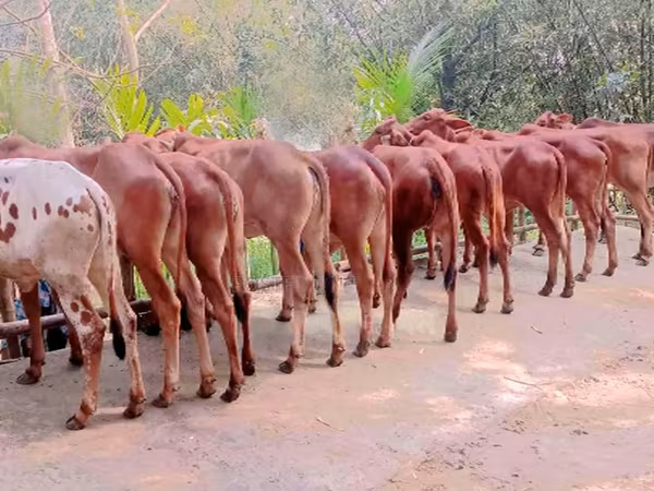 گائے, بفالو