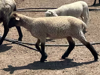 مینڈھا, Hampshire sheep — تصویر 3