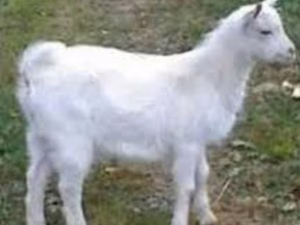 بکرا, Saanen goat
