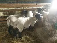 بھیڑ, Baerchuke sheep — تصویر 1