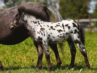 گھوڑی, American shetland pony — تصویر 7