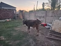 سانڈ, الاطاؤس نسل — تصویر 6