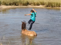 گھوڑا, Gypsy horse — تصویر 3