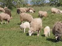بھیڑ, Katum sheep — تصویر 5