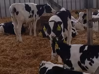سانڈ, ہولسٹین نسل — تصویر 5