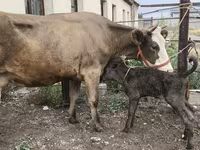 گائے, Simmental cattle — تصویر 2