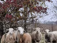 مینڈھا, Katum sheep — تصویر 7