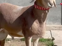 مینڈھا, بھیڑیں — تصویر 1