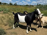 Billy Goat, LaMancha goats — photo 5