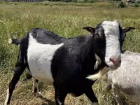 Billy Goat, LaMancha goats — photo 3