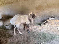 مینڈھا, Rhon sheep — تصویر 4