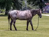 گھوڑا, Quarter Horse — تصویر 3