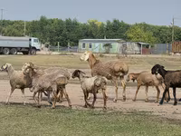 مینڈھا, Hissar sheep — تصویر 8
