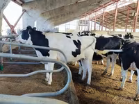 گائے, Simmental cattle — تصویر 5