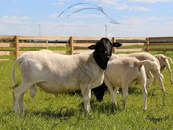 مینڈھا, Dorper sheep