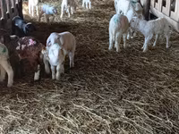 بھیڑ, Awassi sheep — تصویر 4