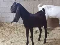بکری, Kamori goats — تصویر 5
