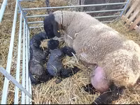 مینڈھا, Dorper sheep — تصویر 4