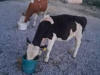 سانڈ, Swiss cattle — تصویر 5