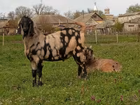 بکرا, Nubian Goat — تصویر 4