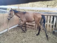 گھوڑا, French Trotter — تصویر 2
