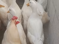 ڈومیسٹک مسکووی — تصویر 3