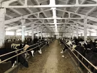 گائے, Yaroslavl cattle — تصویر 5